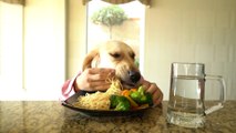 Chef Dog : Ce chien cuisine et mange... avec des mains d'hommes haha