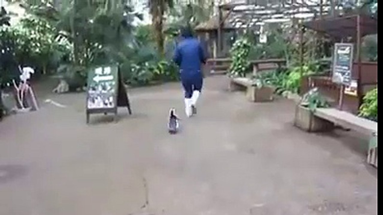 Ce bébé pingouin est à croquer