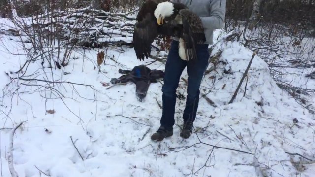 Ils libèrent un aigle d un piège et font un selfie avec le rapace