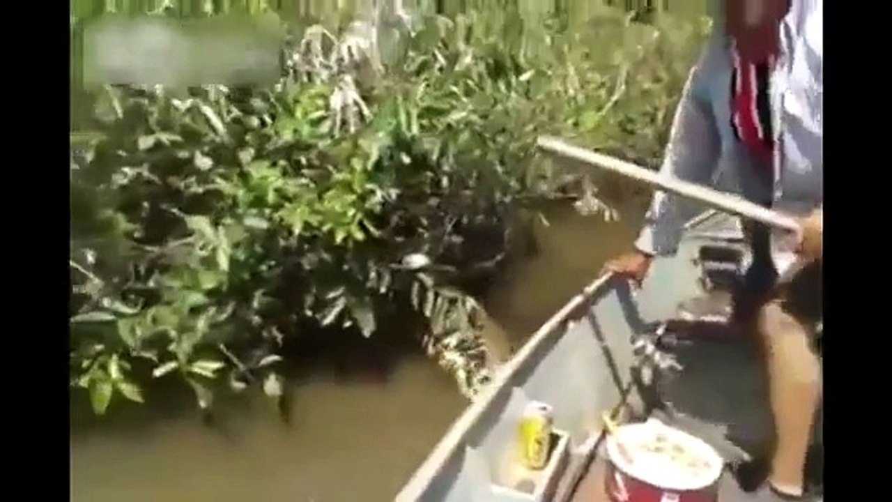 Ce brésilien attrape un serpent géant - Anaconda énorme