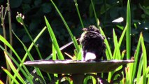 Oiseaux de nos jardins-2ème partie