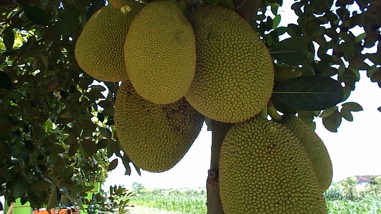 jackfruit tree - the tropical and exotic fruit