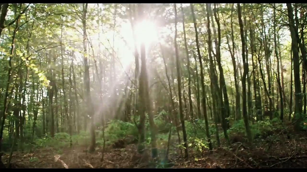 Blair Witch Official International Trailer 1 (2016) - Horror Movie