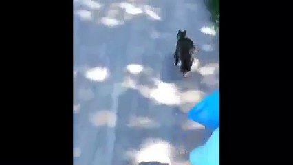 крутой котяра