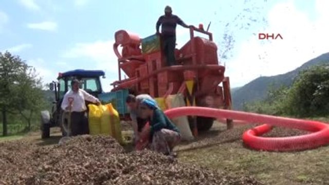 Ordu Fındıkta Üretim Alanı Arttı, Verim Düştü