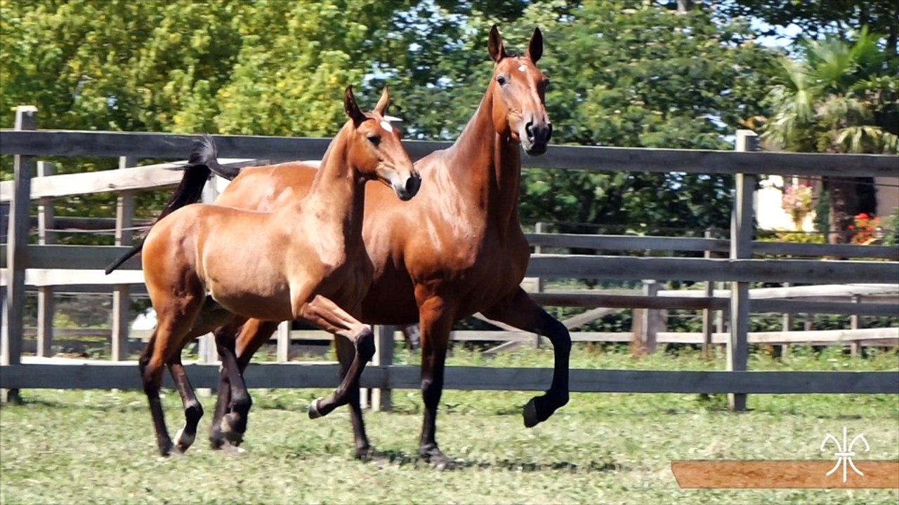 Loulou de la Gesse âgé de quatre mois
