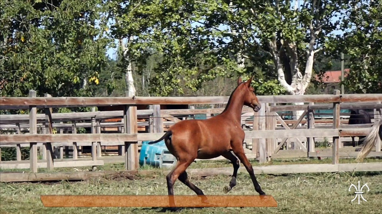 Lancelot de La Gesse âgé de quatre mois