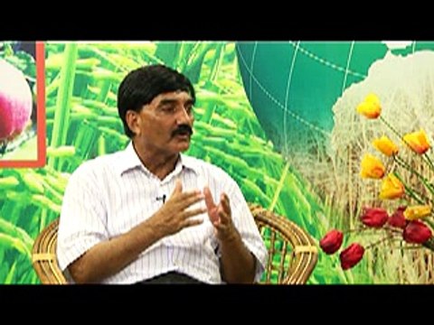 Control of Insects / Pest on Cotton