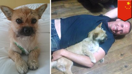 Marathon runner reunited with adorable dog who ran the Gobi Desert with him