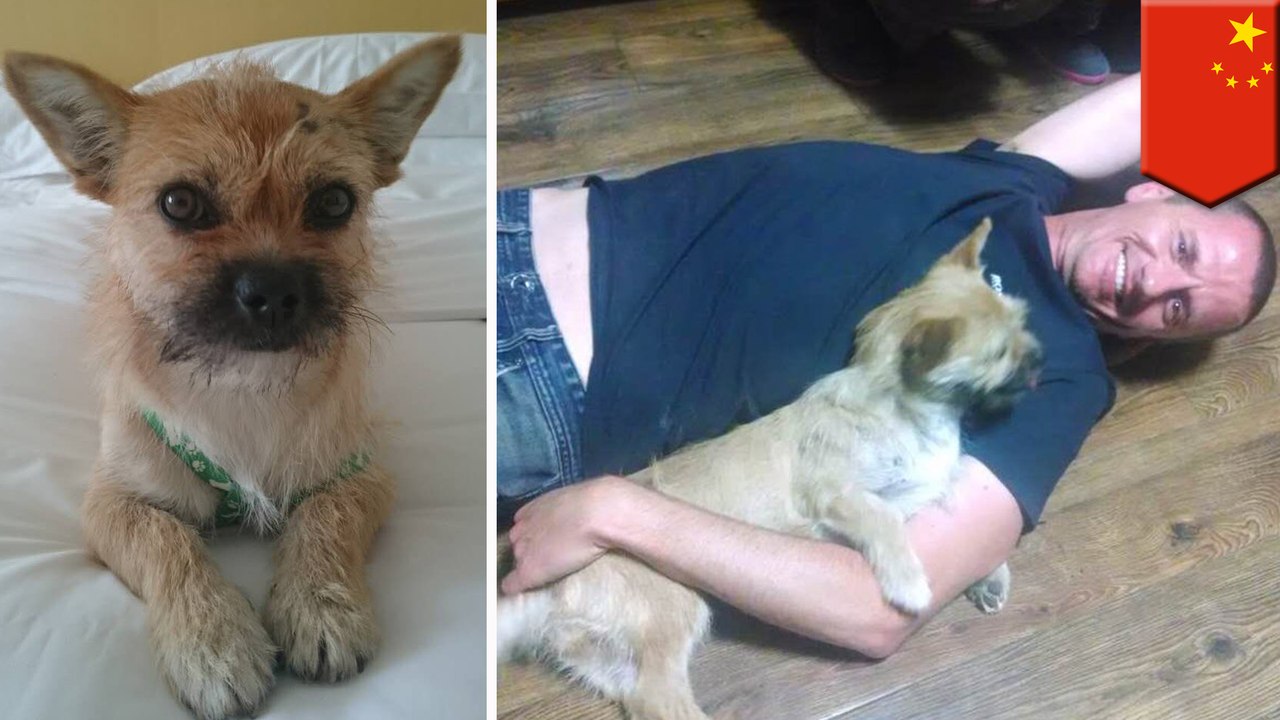 Marathon runner reunited with adorable dog who ran the Gobi Desert with him