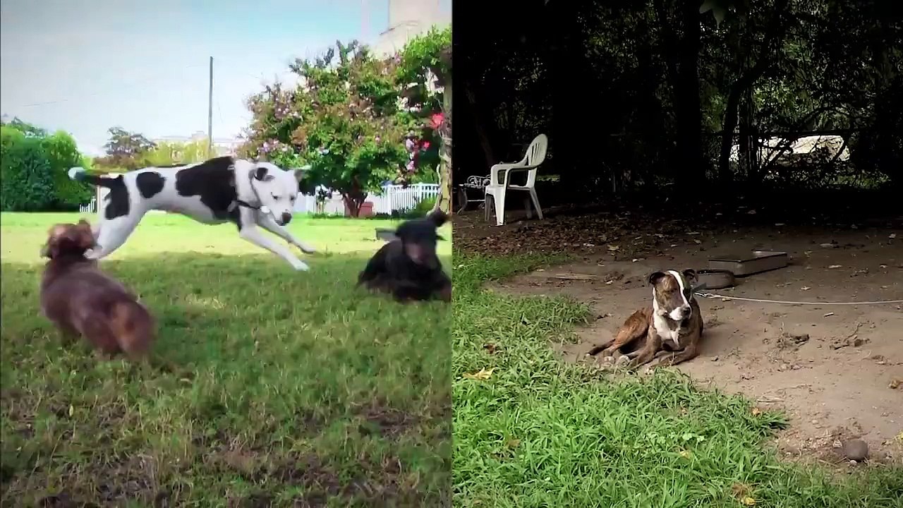 Se tu fossi un Cane... quale vita sceglieresti?