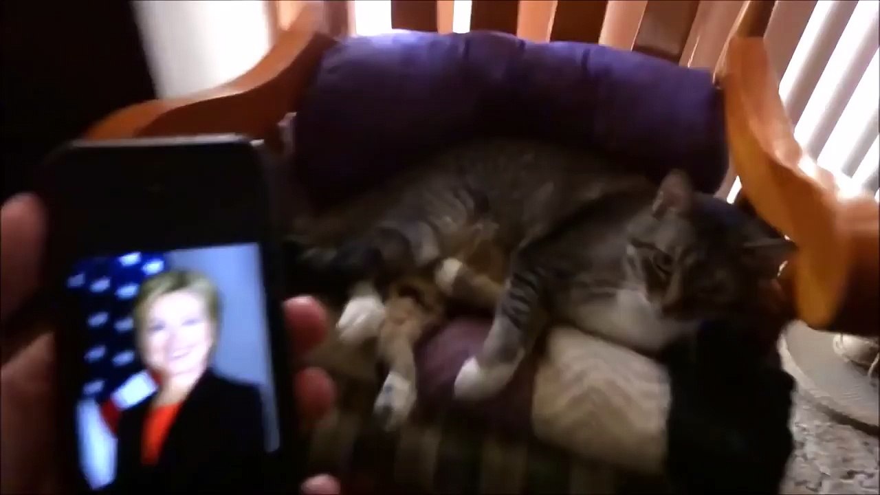 Ce chat déteste Donald Trump