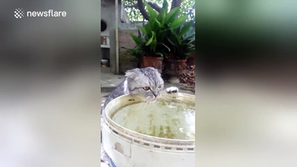 This cat is really thirsty