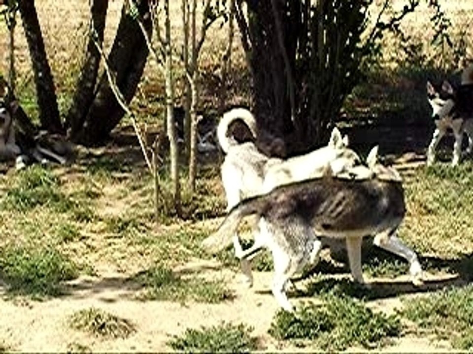 Galinacée vs Iroquoise