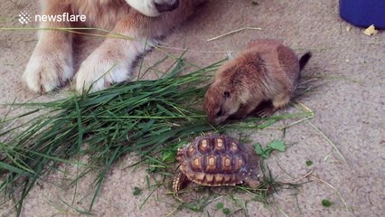 Probably one of the cutest animal videos you'll see