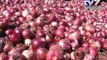 Bumper onion crop leaves Maharashtra farmers in tears  - Tv9 Gujarati