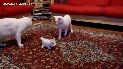 Une peluche qui miaule intrigue deux chats !