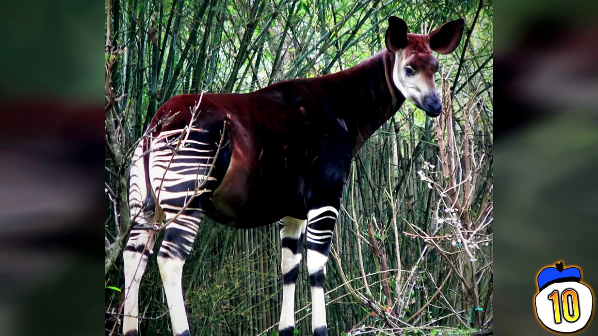 ⁣15 Rarest & Critically Endangered Animals _001