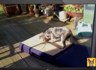 Funny Dogs & Cats- Funny Dogs & Cats Compilation- Try Not To Laugh
