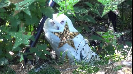 Safari et parc animalier HAN sur LESSE