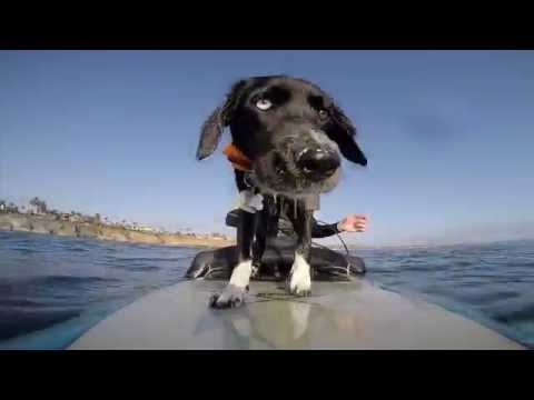 Puppy Goes Surfing for the First Time