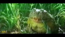 Giant Frog EATS Snake REAL #2 - Most Amazing Wild Animal Attacks - Craziest Animal Fights WOW