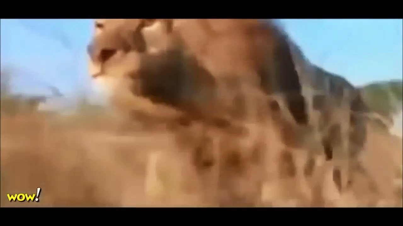 Lion vs Lion Fight to Death, Lion vs Tiger, Lion vs Buffalo - Real fight animals on the planet