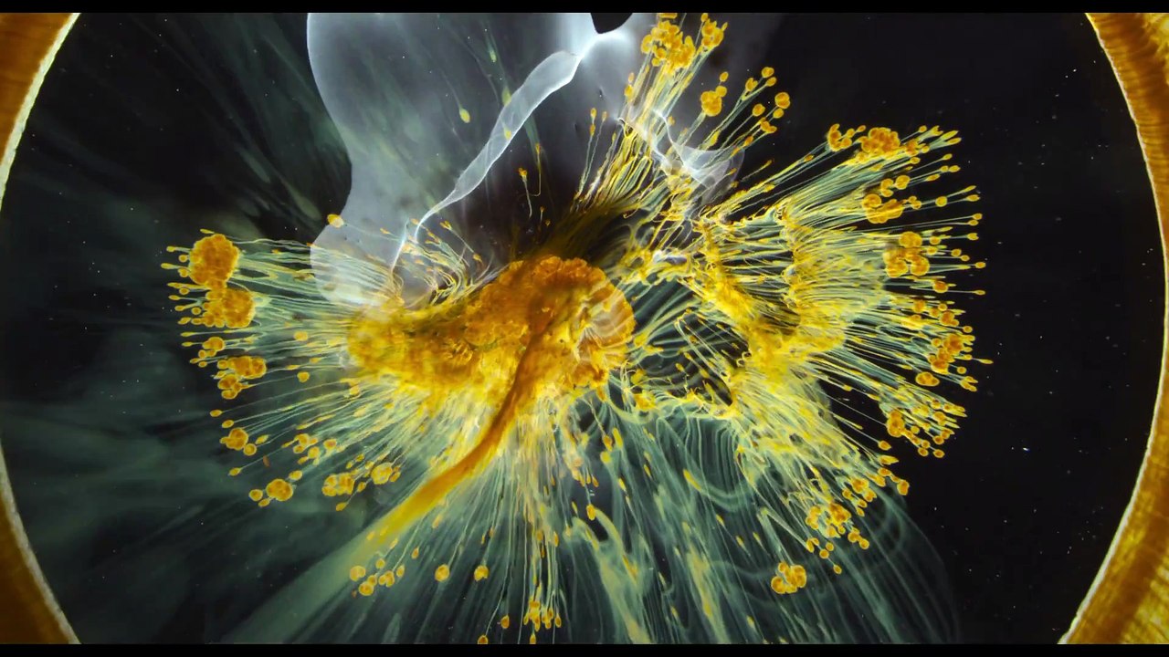 Découvrez la bande-annonce du nouveau film de Terrence Malick : VOYAGE OF TIME.