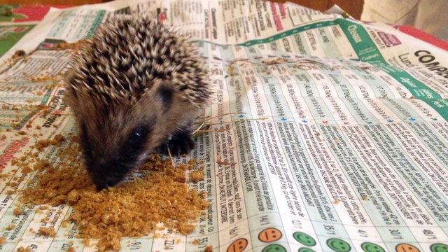 Un hérisson mange des croquettes pour chat