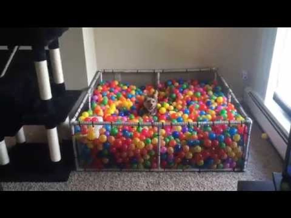 Luckiest Dog Ever Enjoys All His Toys