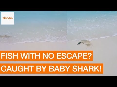 Baby Shark Catches Fish on a Maldives Beach