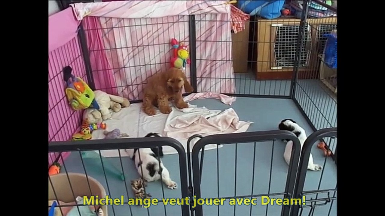 24.08.16. Dream et les bébés de Nicky1