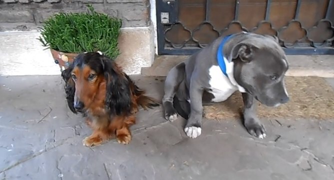 Un Pitbull coupable d'une bêtise se cache derrière un autre chien