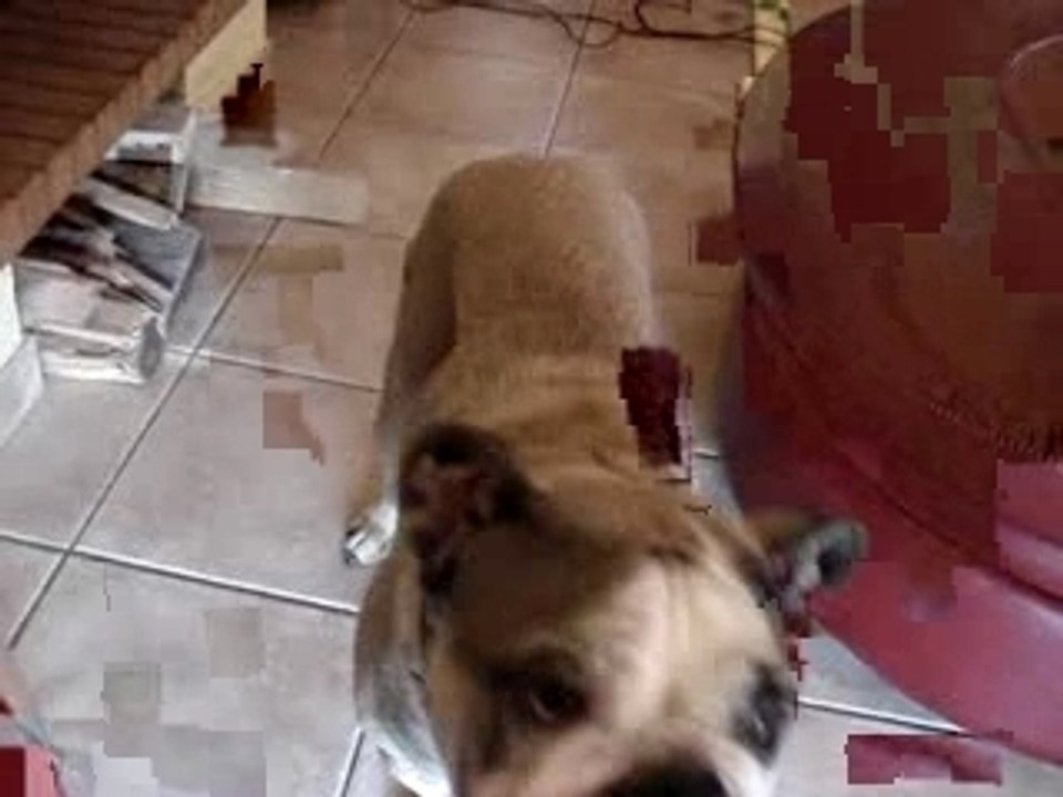 jenni from the dog