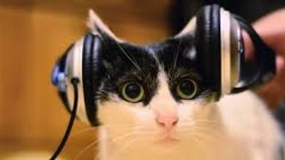 Classical music cat - Classical music cat