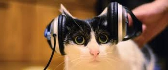 Classical music cat - Classical music cat