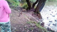 Утки на Соловьином пруду, г. Владимир