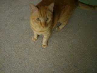 Cat runs from camera