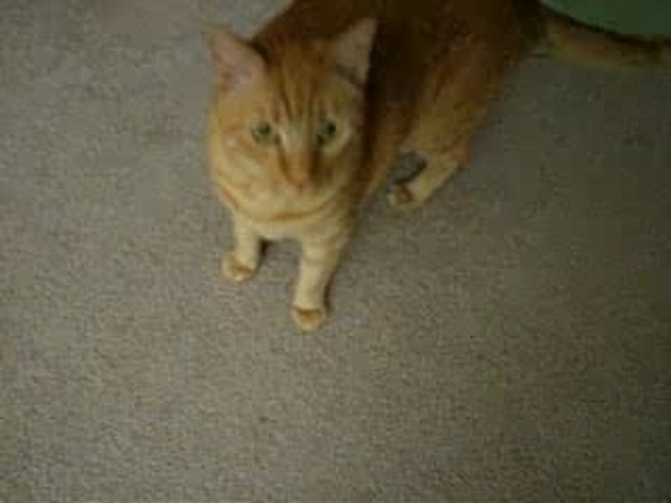 Cat runs from camera