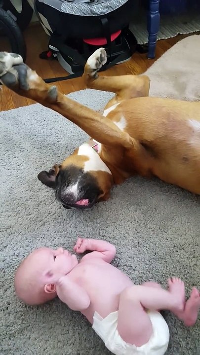Baby and boxer funny hilarious ending!