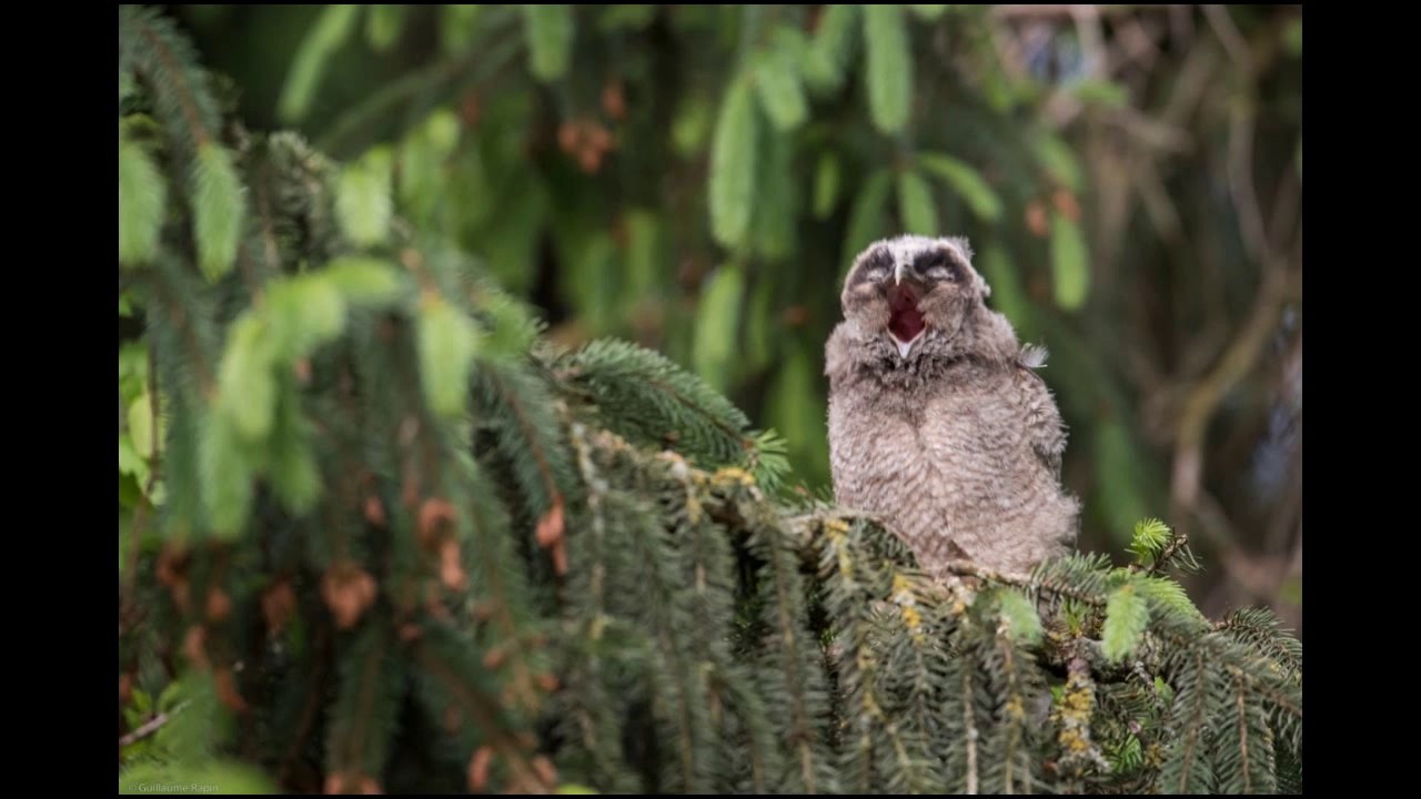 Cri du hibou moyen-duc juvénile
