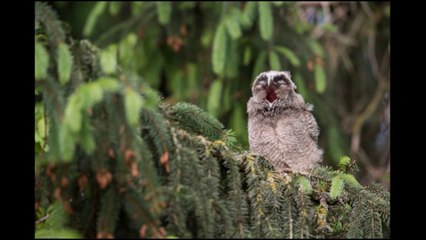 Cri du hibou moyen-duc juvénile