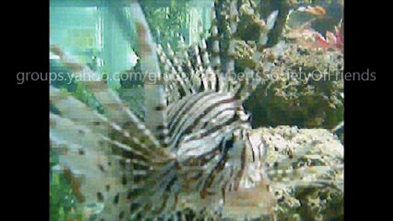 Aquarium Video (2005)