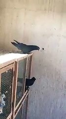 taklacı kuş böyle olur