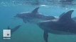Swimming with dolphins might be banned in Hawaii