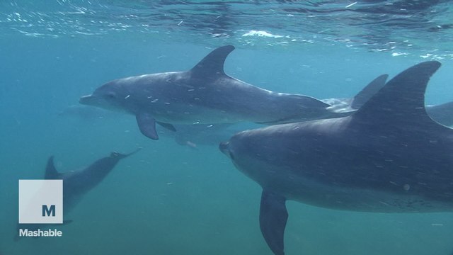 Swimming with dolphins might be banned in Hawaii