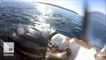 This poor seal jumped onto a boat to escape a group of orcas