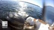 This poor seal jumped onto a boat to escape a group of orcas