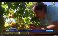 Vendanges 2016 au CLOS DES ROSES - FR3 Côte d'Azur