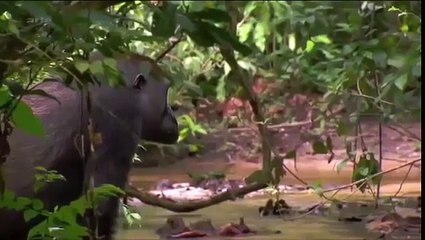 Les Gorilles Du Congo Documentaire Complet En Francais